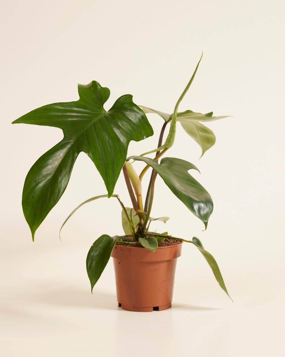 plnts-rareplnts-philodendron-florida-beauty-green-zimmerpflanze-12cm image 2