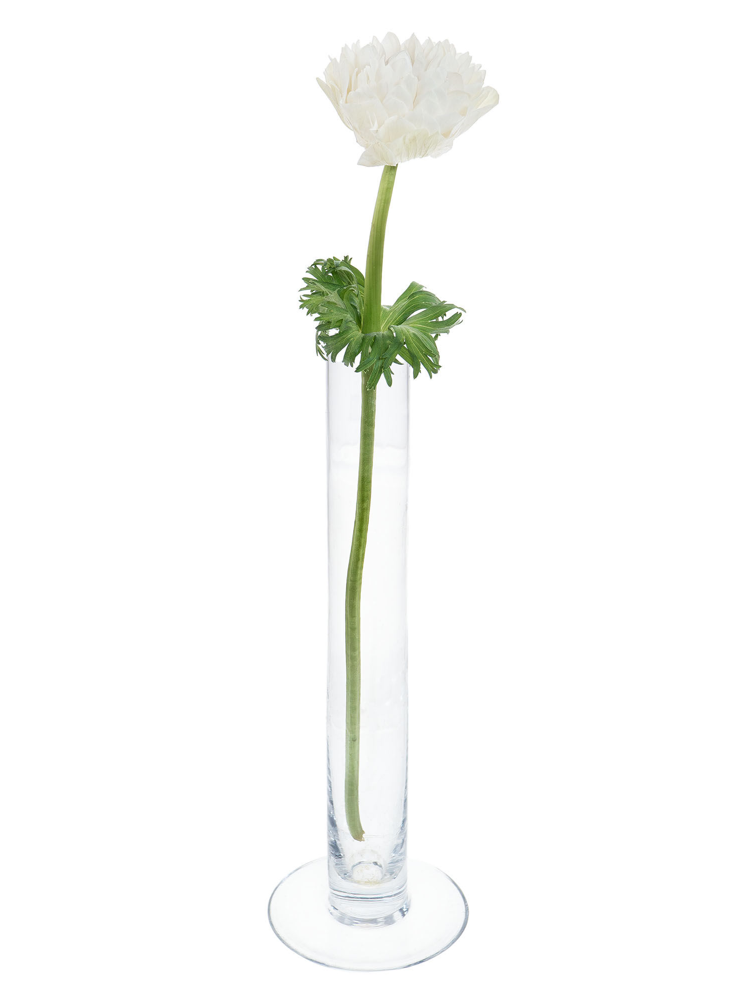 blumigo-anemonen-full-star-white-schnittblume-wei-gef-llt image 3