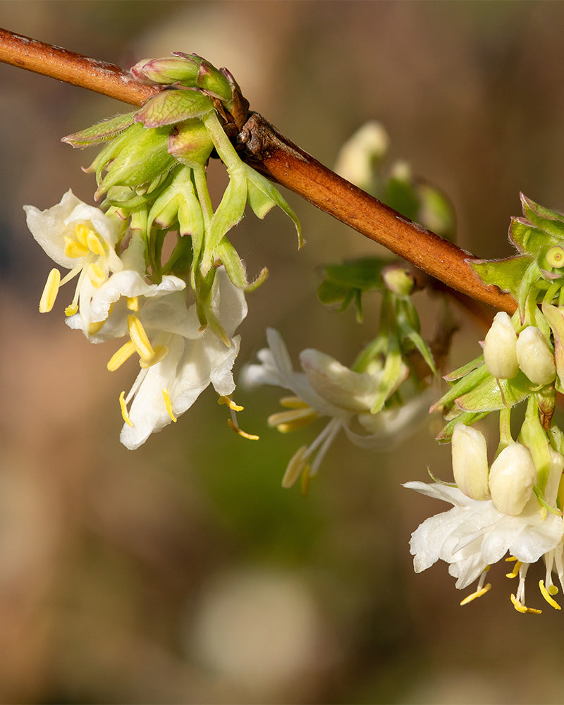 feey-amsterdam-lonicera-purpusii-winterduft-heckenkirsche-strauch image 2