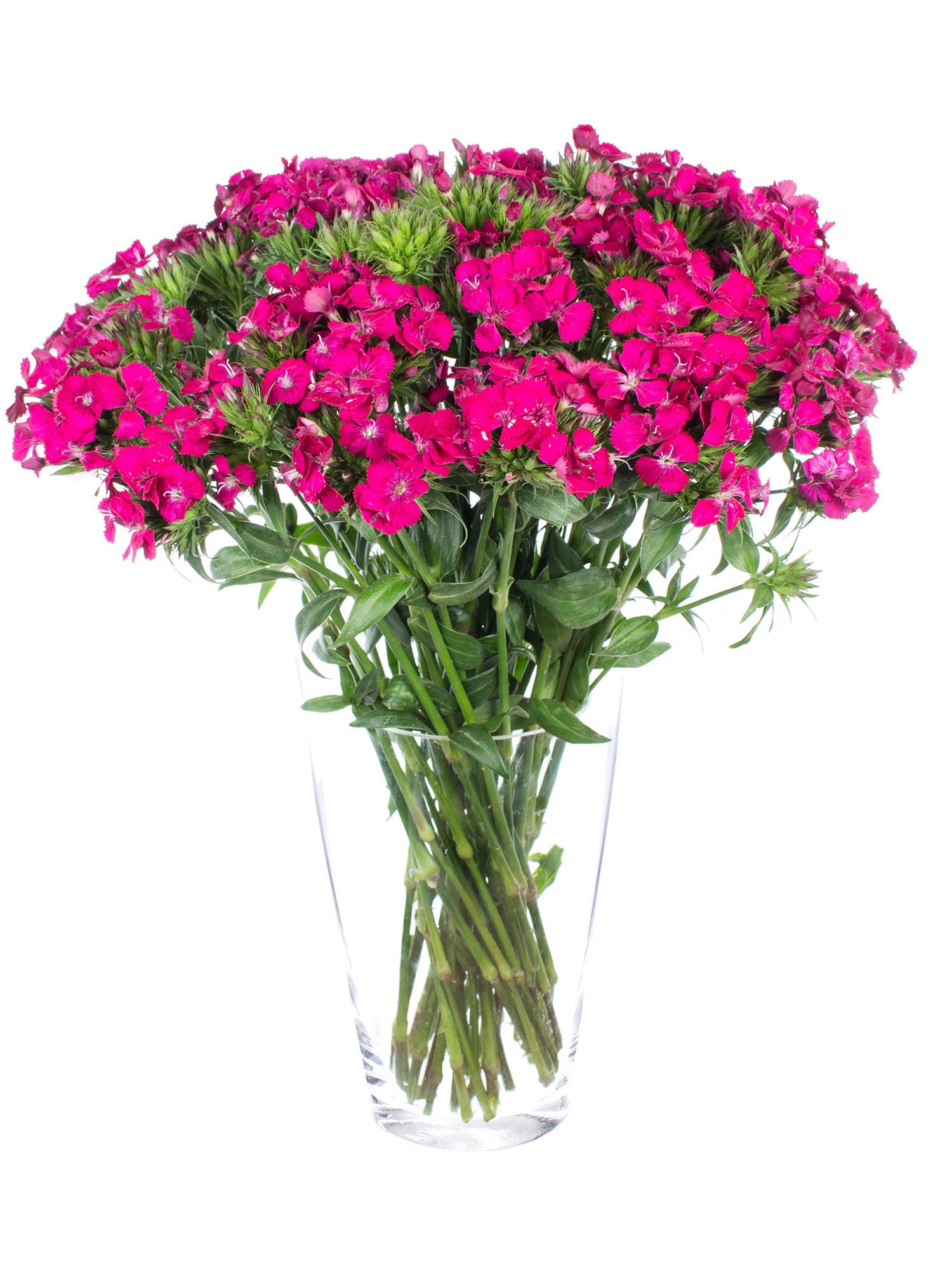 blumigo-nelken-bartnelken-neon-cherry-pink-stiel image 2