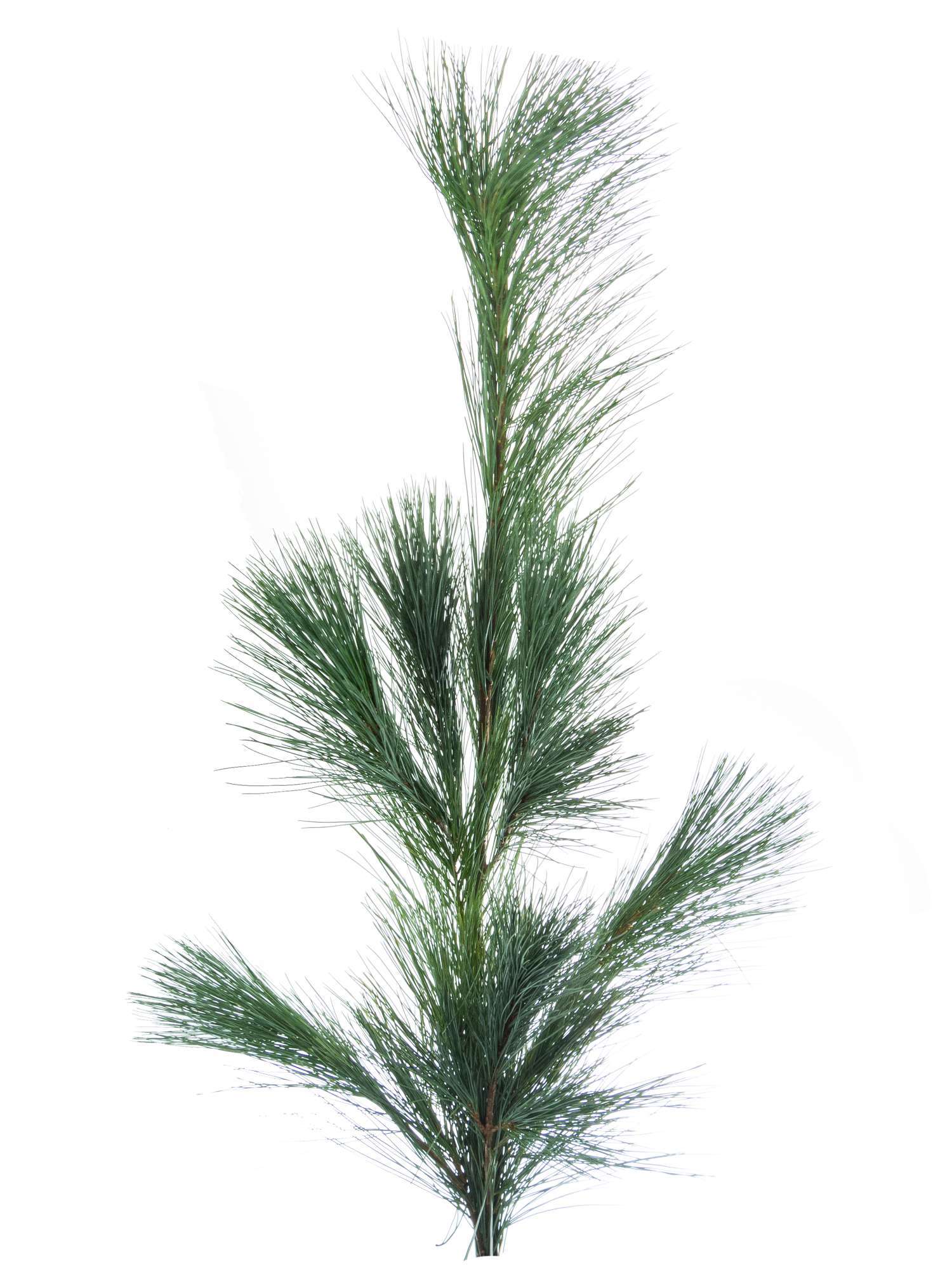 blumigo-seidenkiefer-wintergr-n-geb-ndelt-frisch image 2