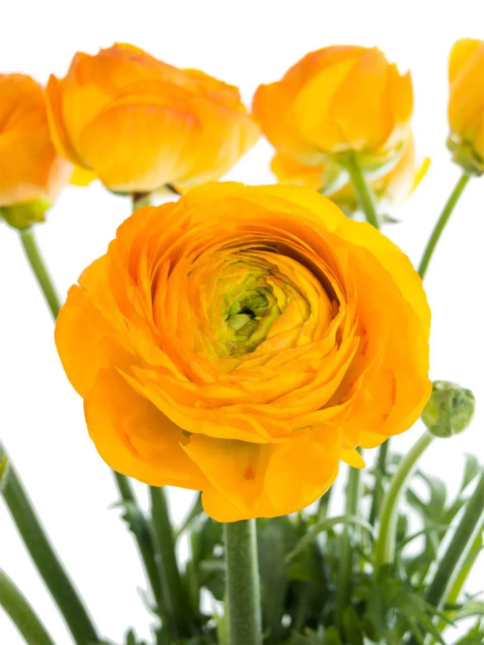 blumigo-ranunkeln-xxl-gelbe-schnittblume-gro-einzelstiel image 1