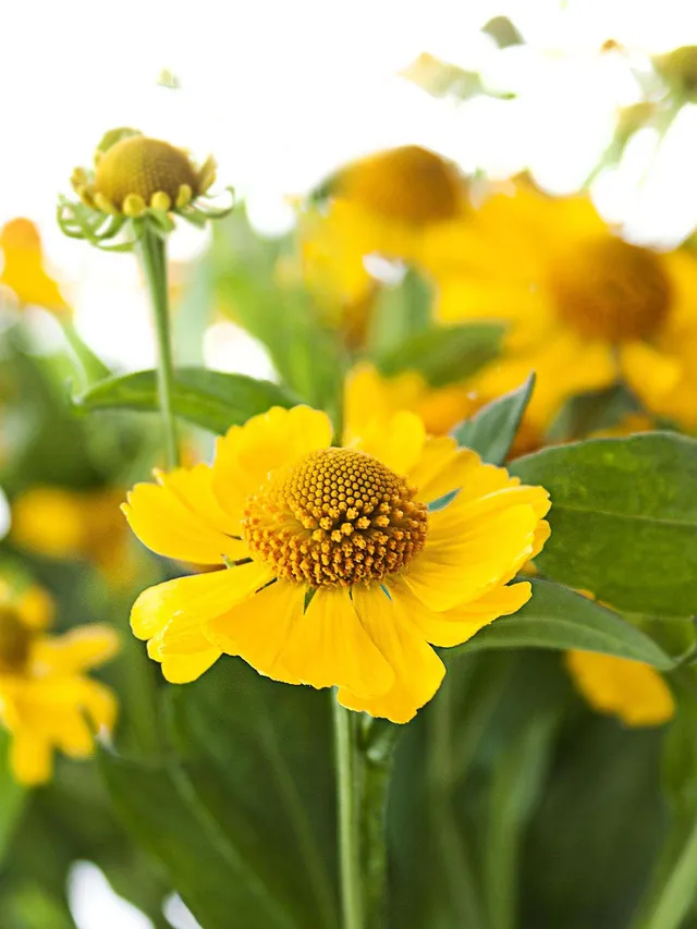 blumigo-blattwerk-helenium-kanaria-gelb-bindegr-n image 1