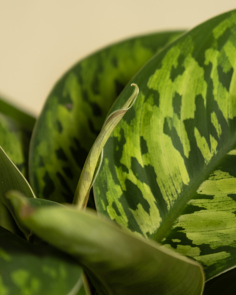 feey-variado-homalomena-camouflage-zimmerpflanze-ohne-bertopf image 2