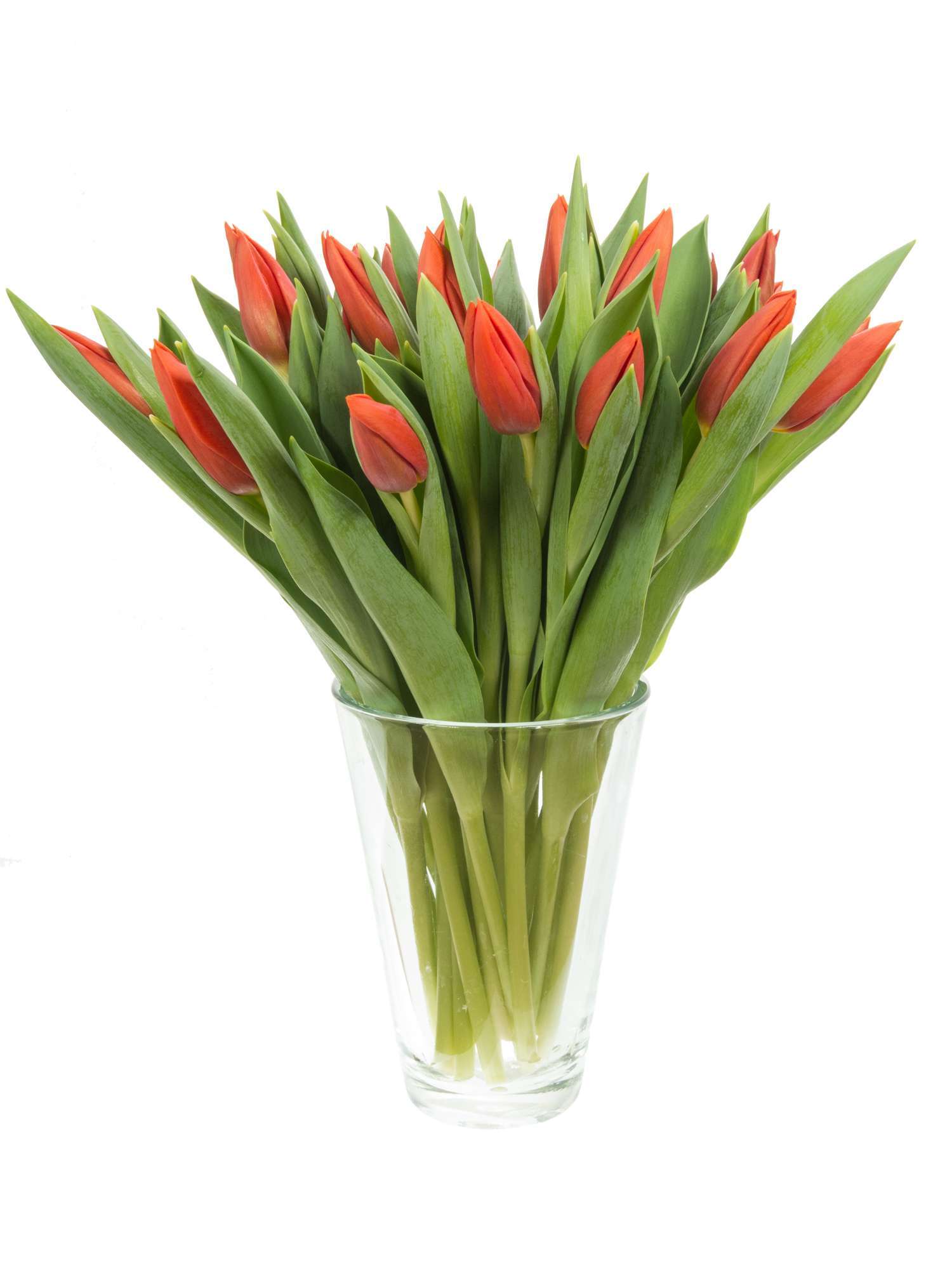 blumigo-tulpen-princess-catharina-amalia-tulpe-orange-frisch image 2