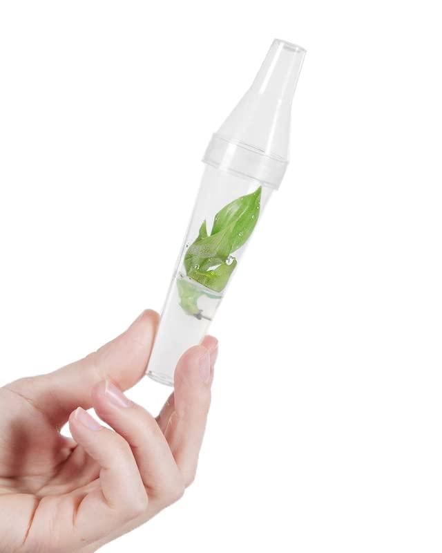 plnts-babyplnts-philodendron-mcdowell-babypflanze-13cm-luftreinigend image 4