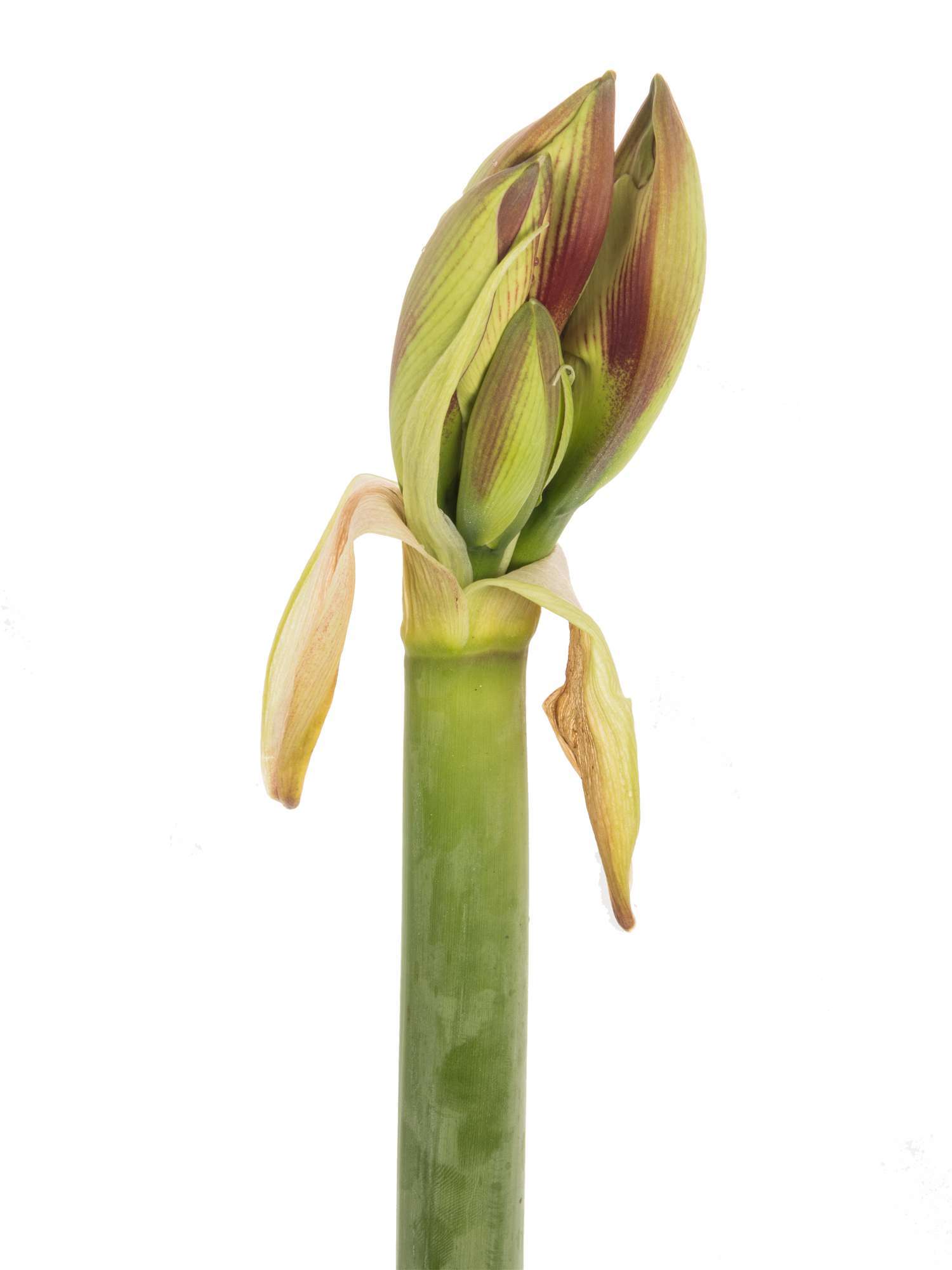 blumigo-amaryllis-ambiance-schnittblume-rot-creme image 4