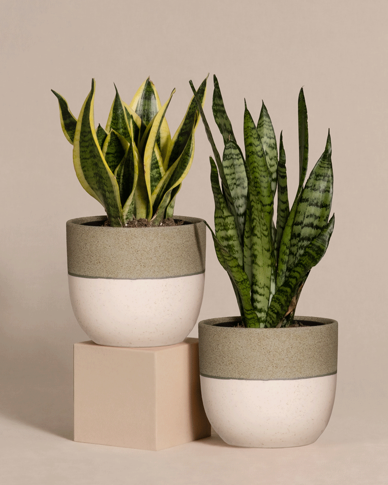 feey-variado-unzerst-rbares-duo-sansevieria-set-pflegeleicht image 5