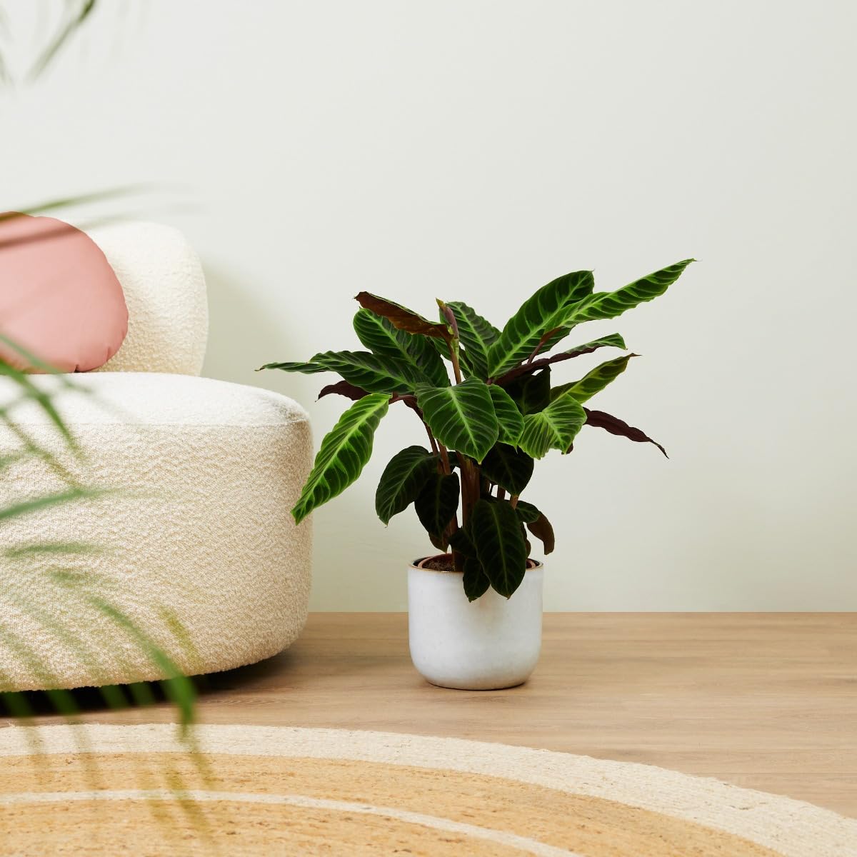 plnts-rareplnts-calathea-warscewiczii-gebetspflanze-60cm image 7