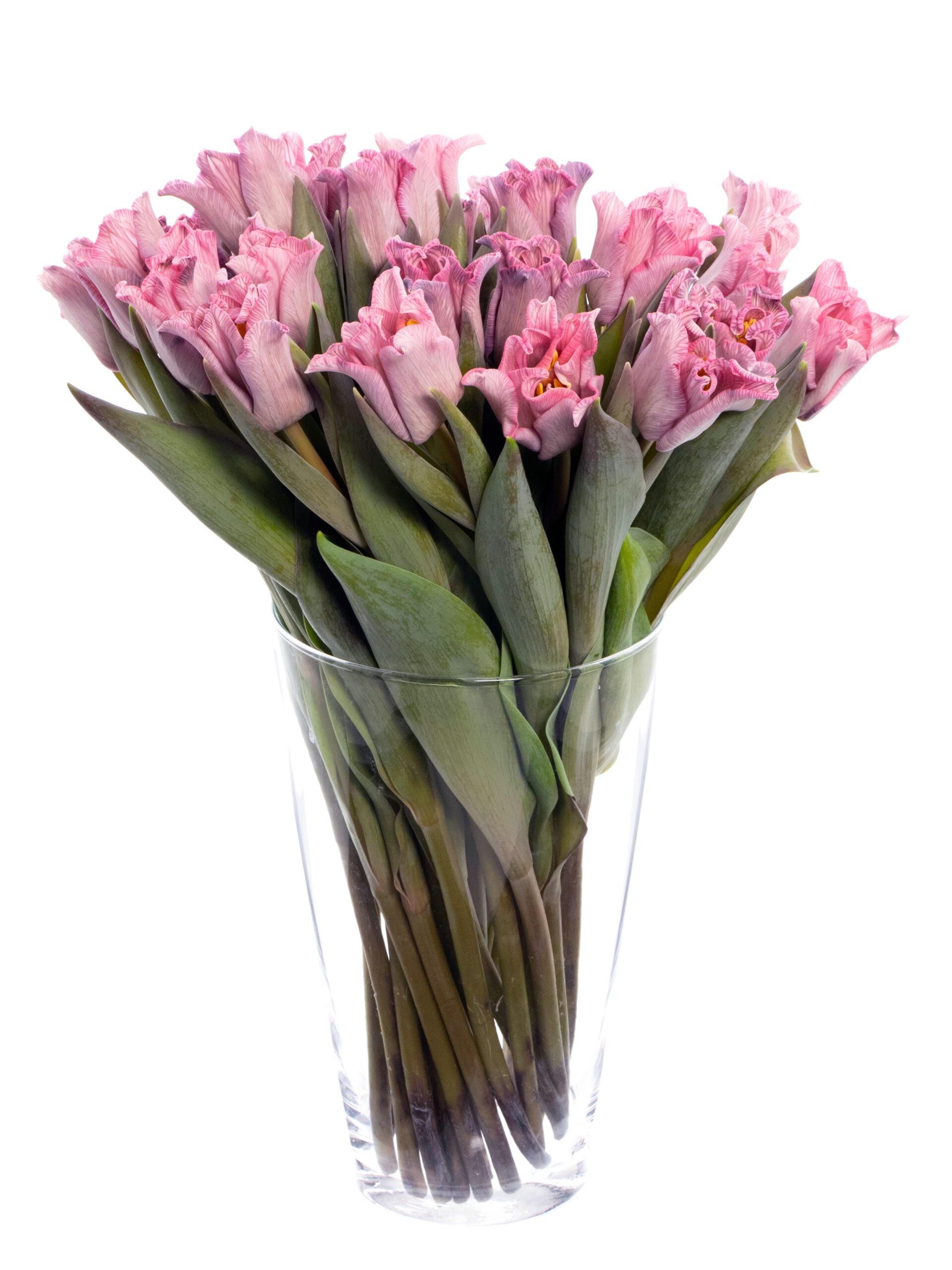 blumigo-tulpen-moulin-rouge-schnittblumen-painted-pink image 3
