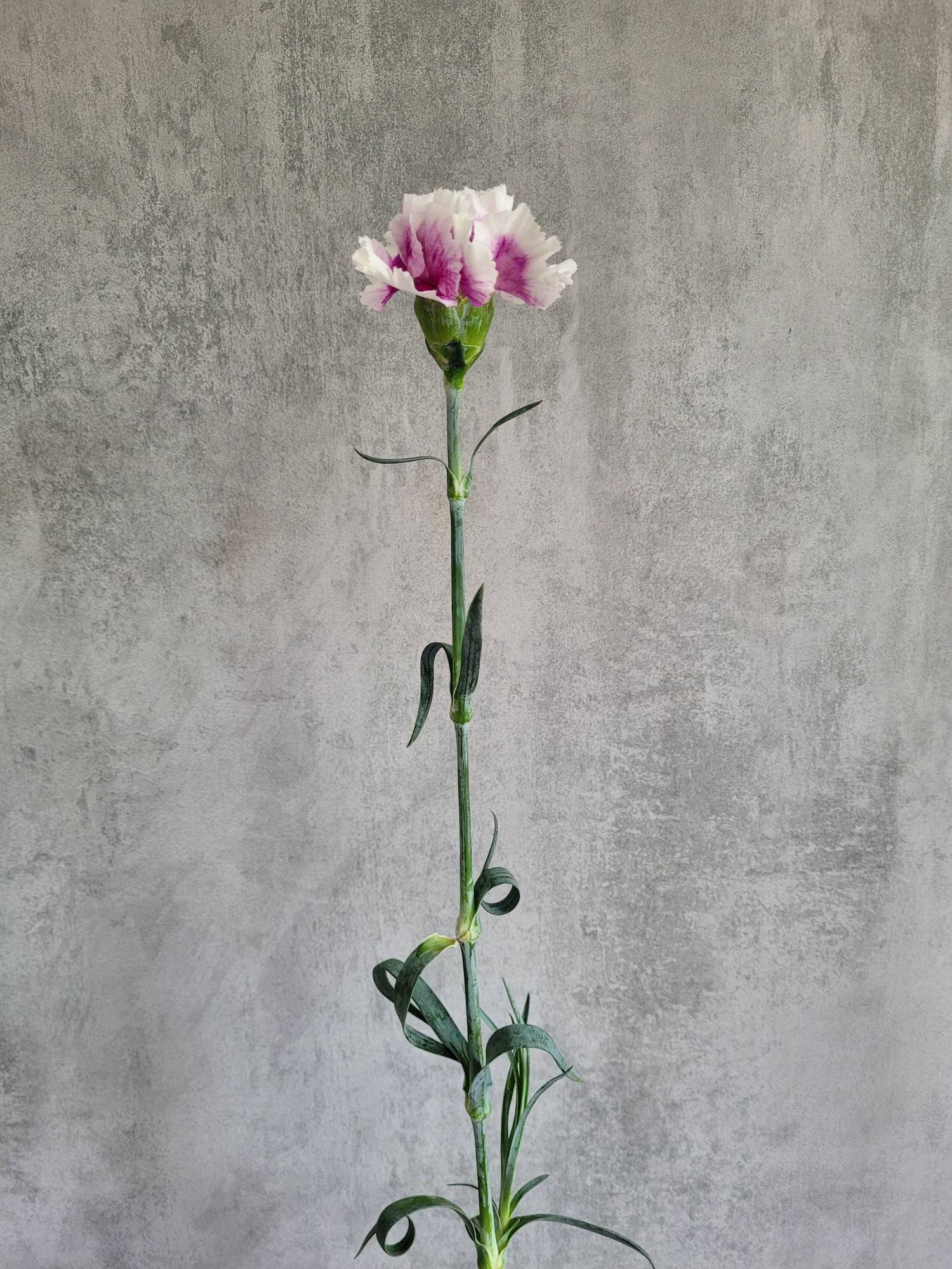 blumigo-hilton-cerise-white-edelnelke-wei-pink image 3