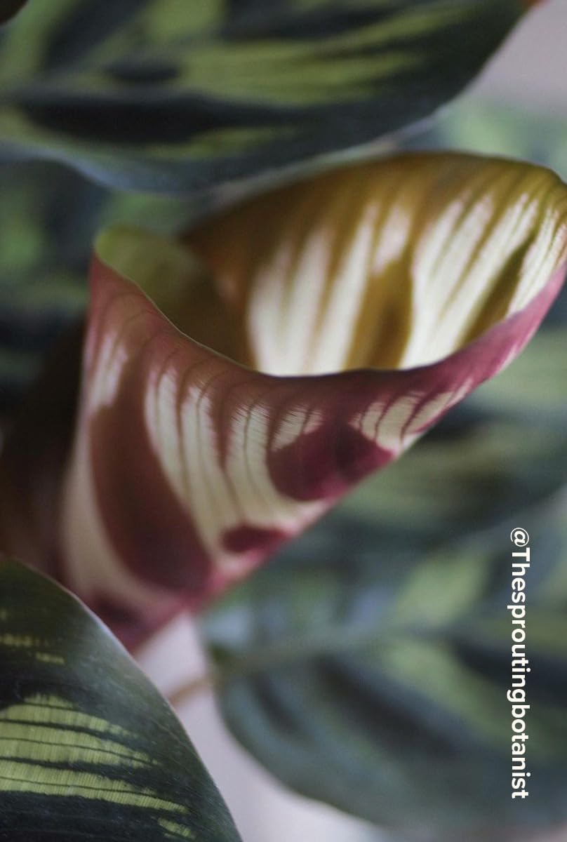 plnts-rareplnts-calathea-makoyana-zimmerpflanze-45cm-pflegeleicht image 5