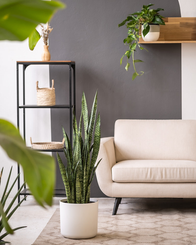 feey-variado-sansevieria-zeylanica-zimmerpflanze-gro-gr-n image 8