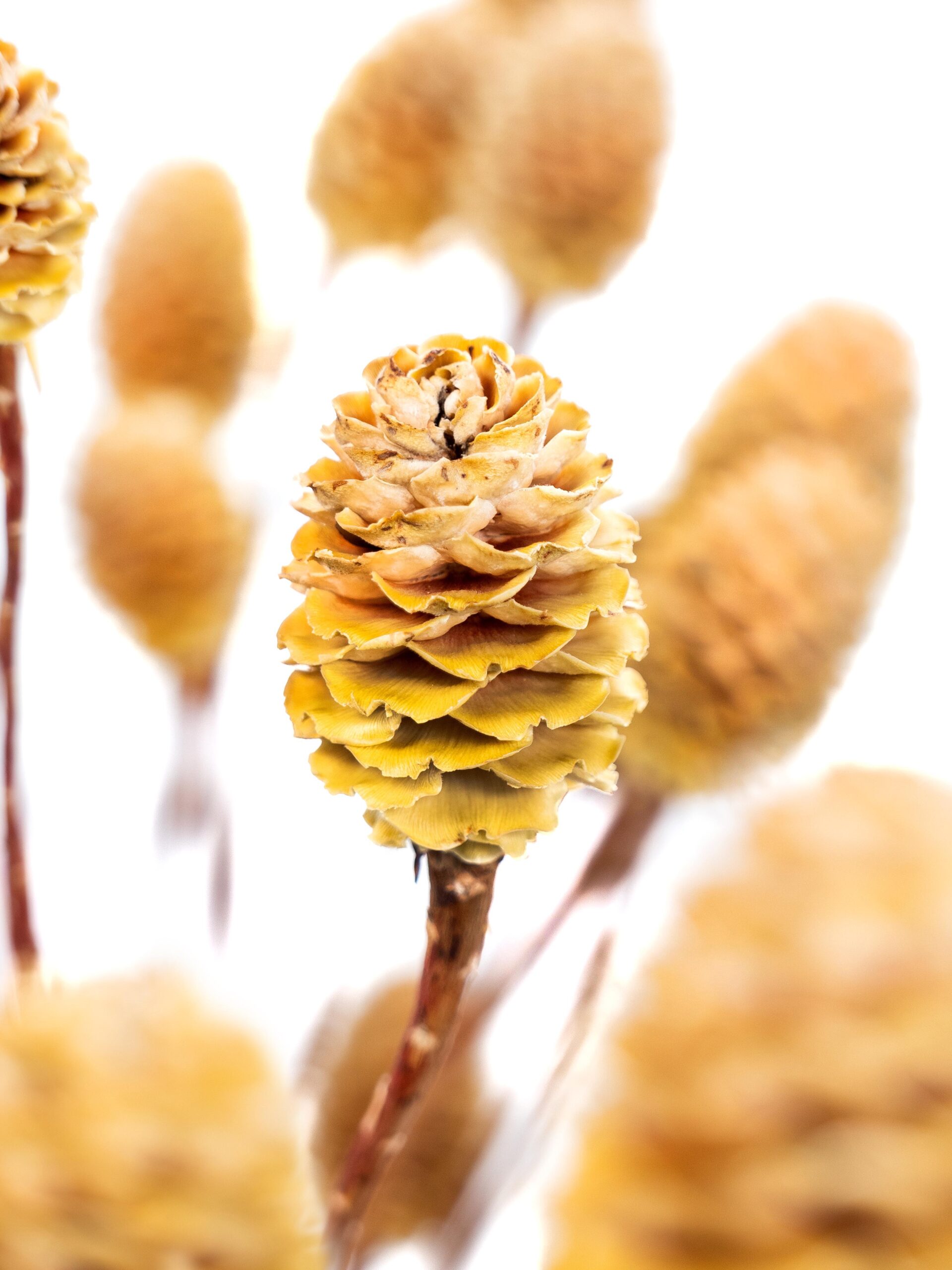 blumigo-trockenblumen-leucadendron-sabulosum-natur-mit-zapfen image 1