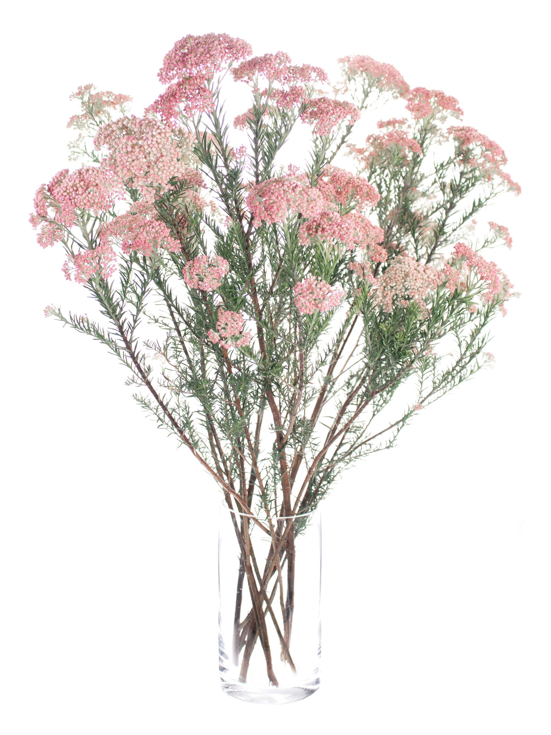 blumigo-blattwerk-ozothamnus-reisblume-rosa-haltbare-trockenblume image 2