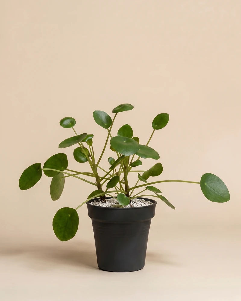 feey-variado-ufopflanze-pilea-zimmerpflanze-klein-ohne-bertopf image 3