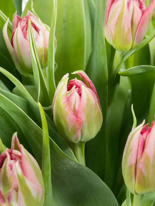 blumigo-tulpen-flash-point-schnittblumen-gef-llt-pink image 1