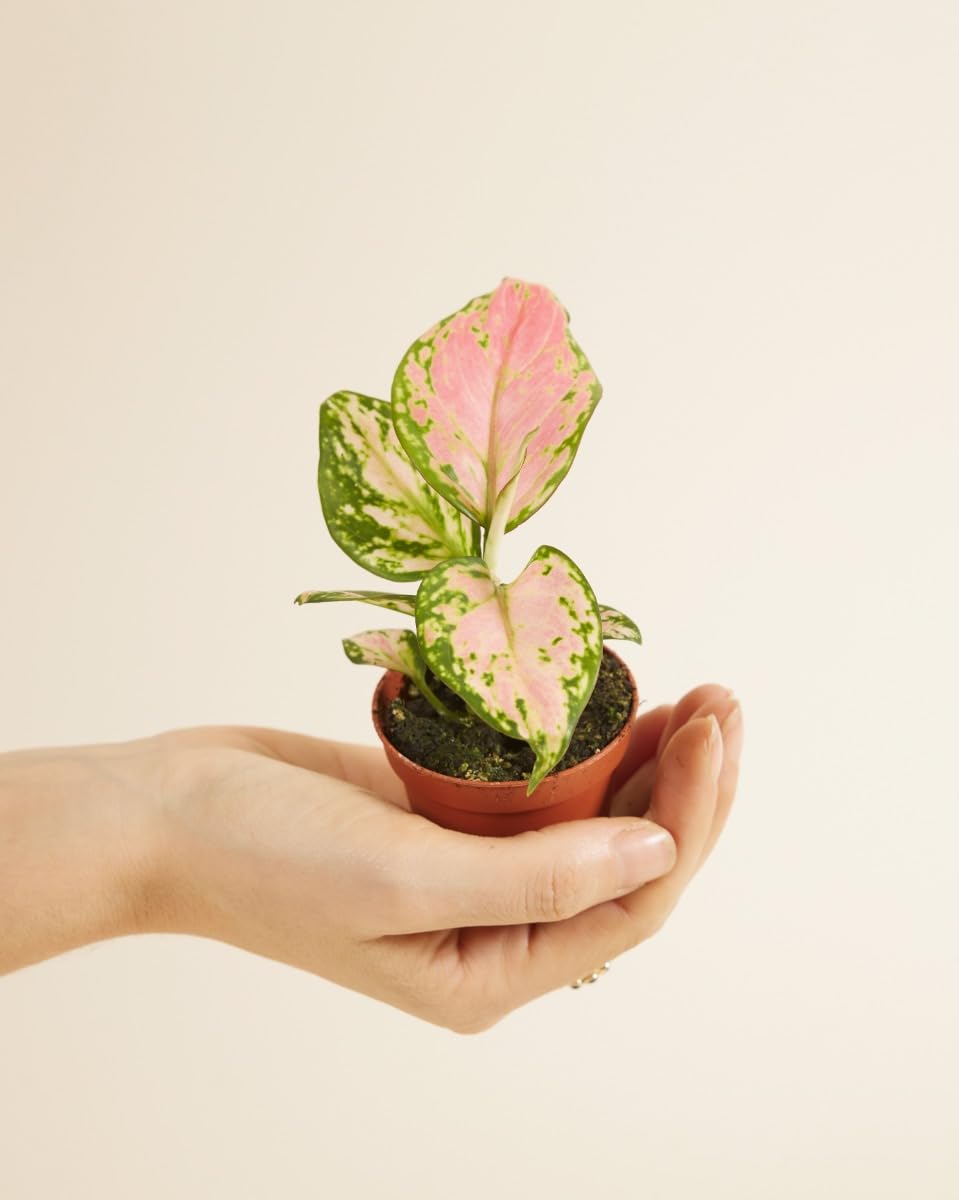 plnts-babyplnts-aglaonema-red-valentine-zimmerpflanze-15-cm image 2
