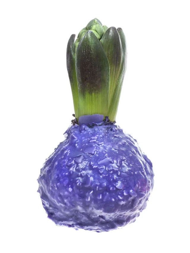 blumigo-fr-hlingsknollen-hyazinthenknollen-gewachst-violett-flocken image 1