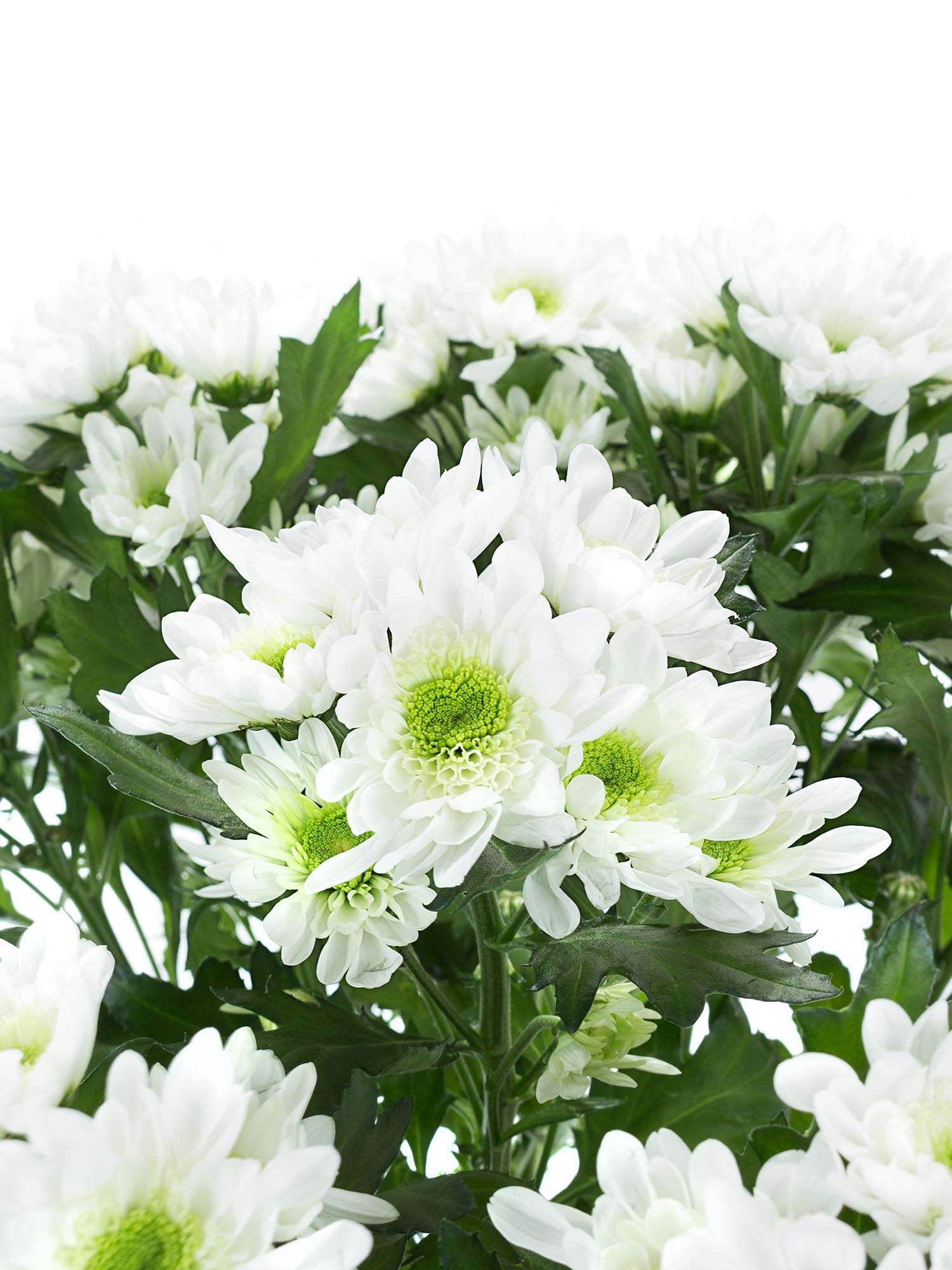 blumigo-chrysanthemen-radost-wei-gr-n-schnittblume-verzweigt image 1