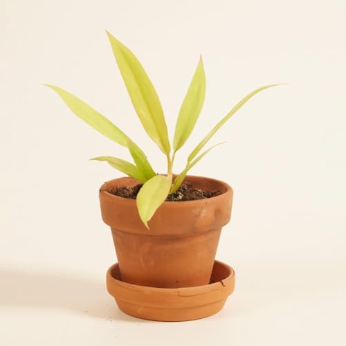 plnts-babyplnts-philodendron-golden-saw-zimmerpflanze-8cm-baby image 6