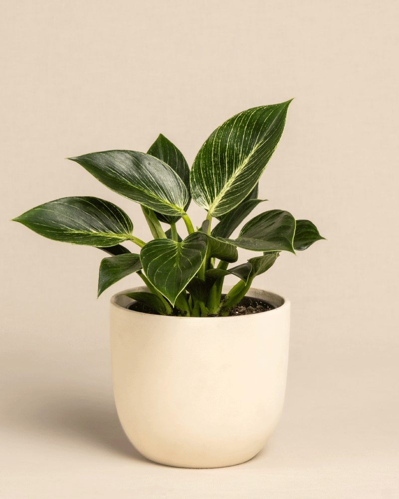 feey-variado-philodendron-birkin-white-measure-mittel image 6