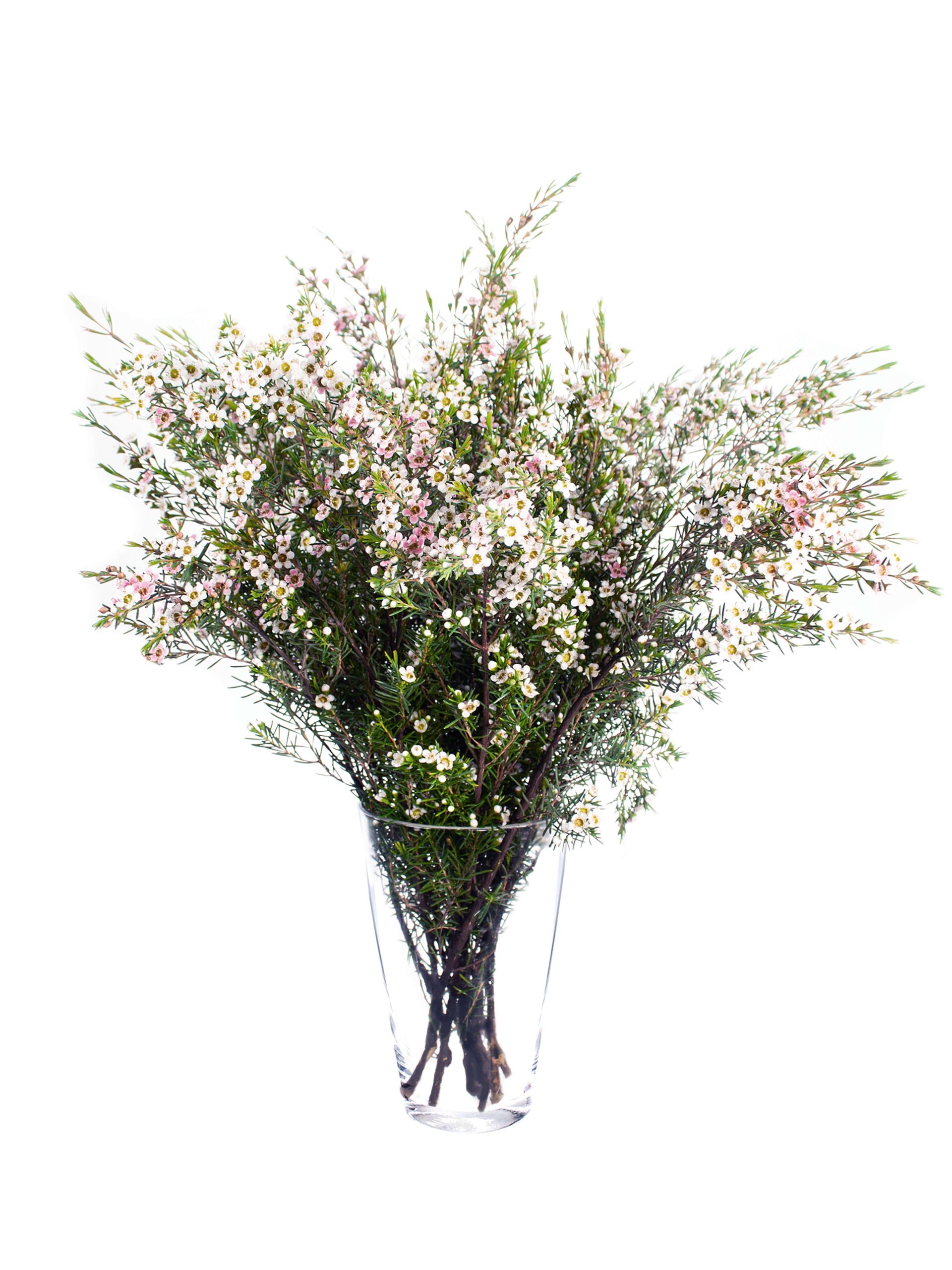 blumigo-blattwerk-und-bindegr-n-wachsblume-my-sweet-16-pink-wei-frisch image 2