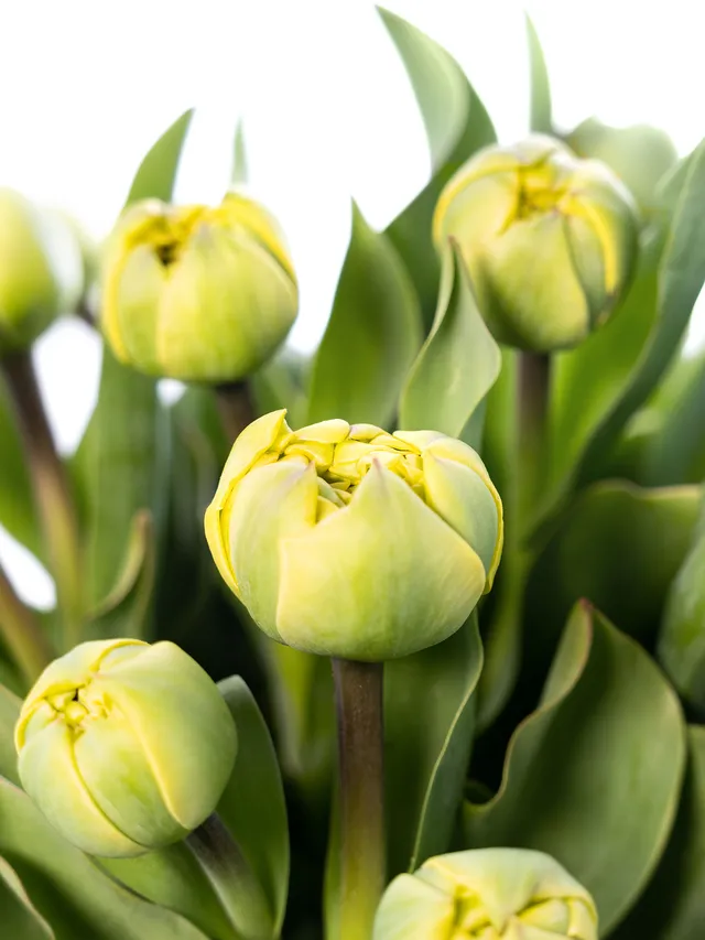 blumigo-tulpen-yellow-pompenette-gef-llt-gelb image 1