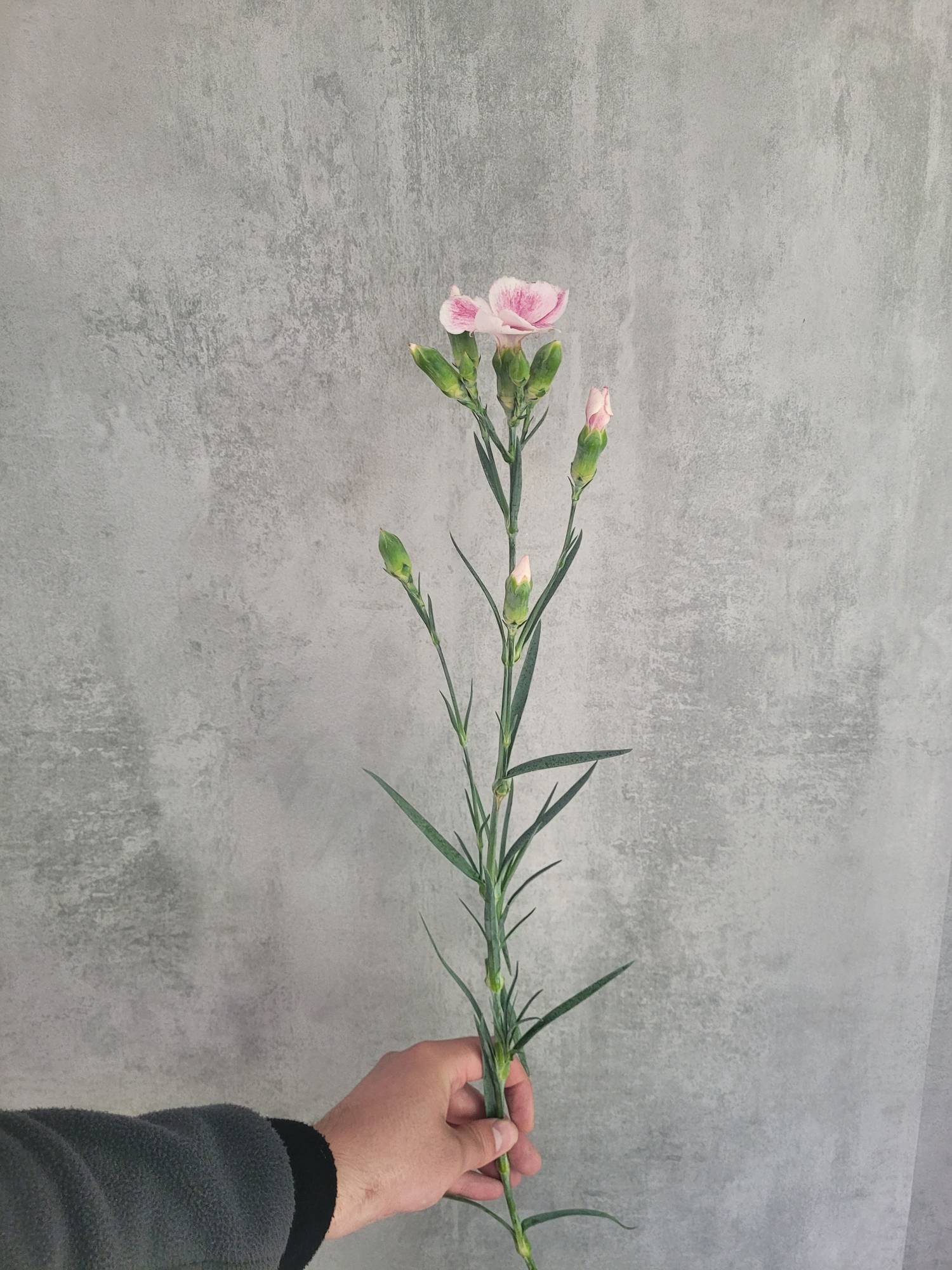 blumigo-nelken-solandis-blushfly-blume-rosa-wei-einzeln image 3