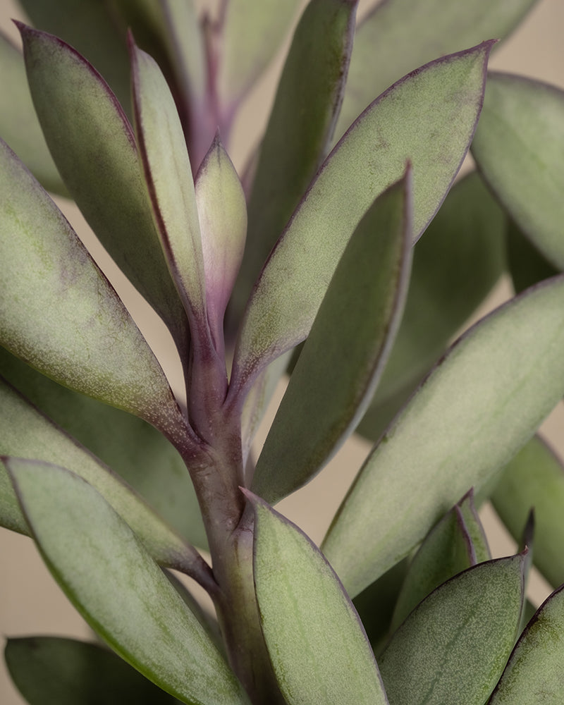 feey-variado-senecio-crassissimus-zimmerpflanze image 8