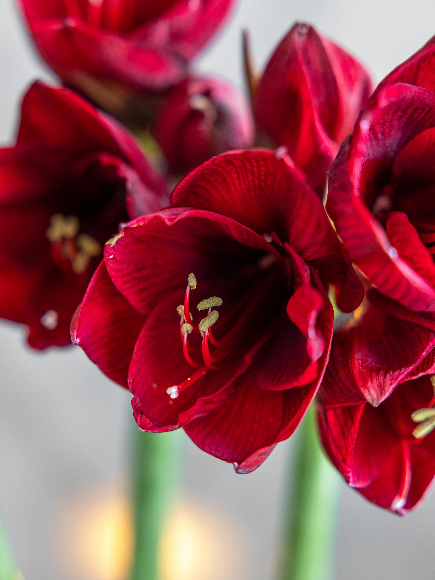 blumigo-amaryllis-royal-velvet-dunkelrote-schnittblume image 3