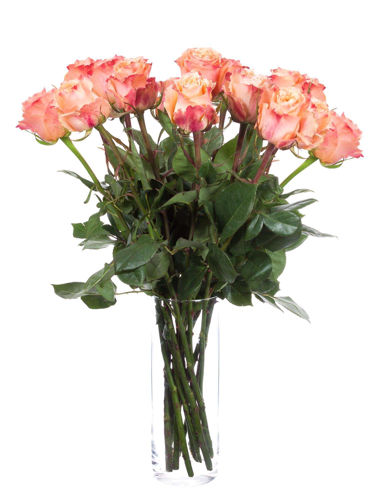 blumigo-rosen-carpe-diem-schnittrose-orange-creme-zweifarbig image 2
