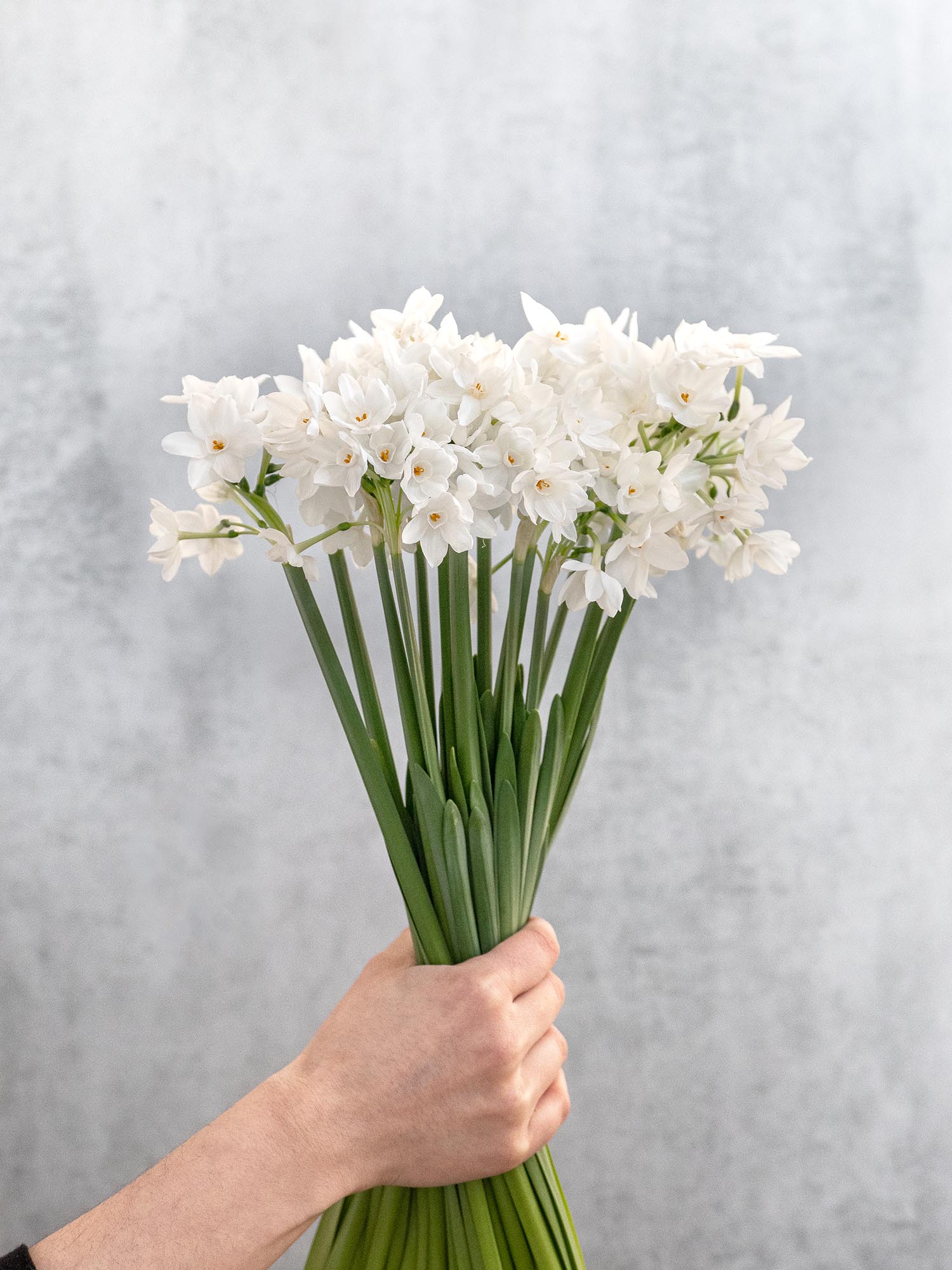 blumigo-narzissen-ziva-verzweigt-schnittblumen-wei image 5