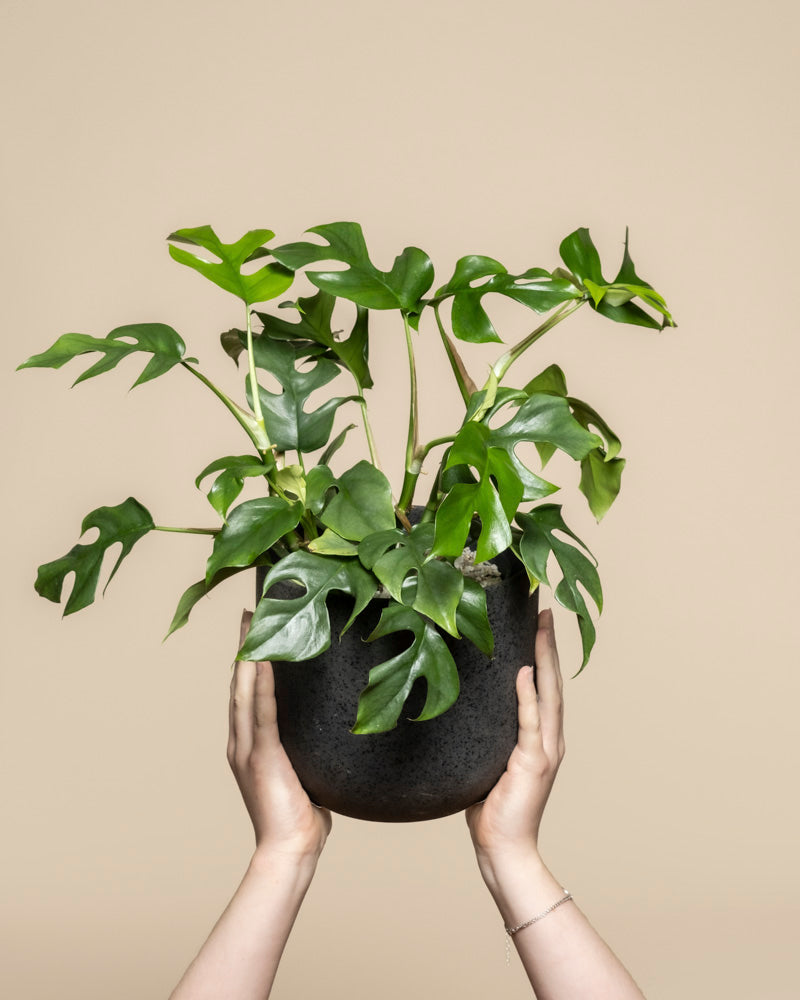 feey-variado-monstera-minima-zimmerpflanze-ohne-bertopf image 1