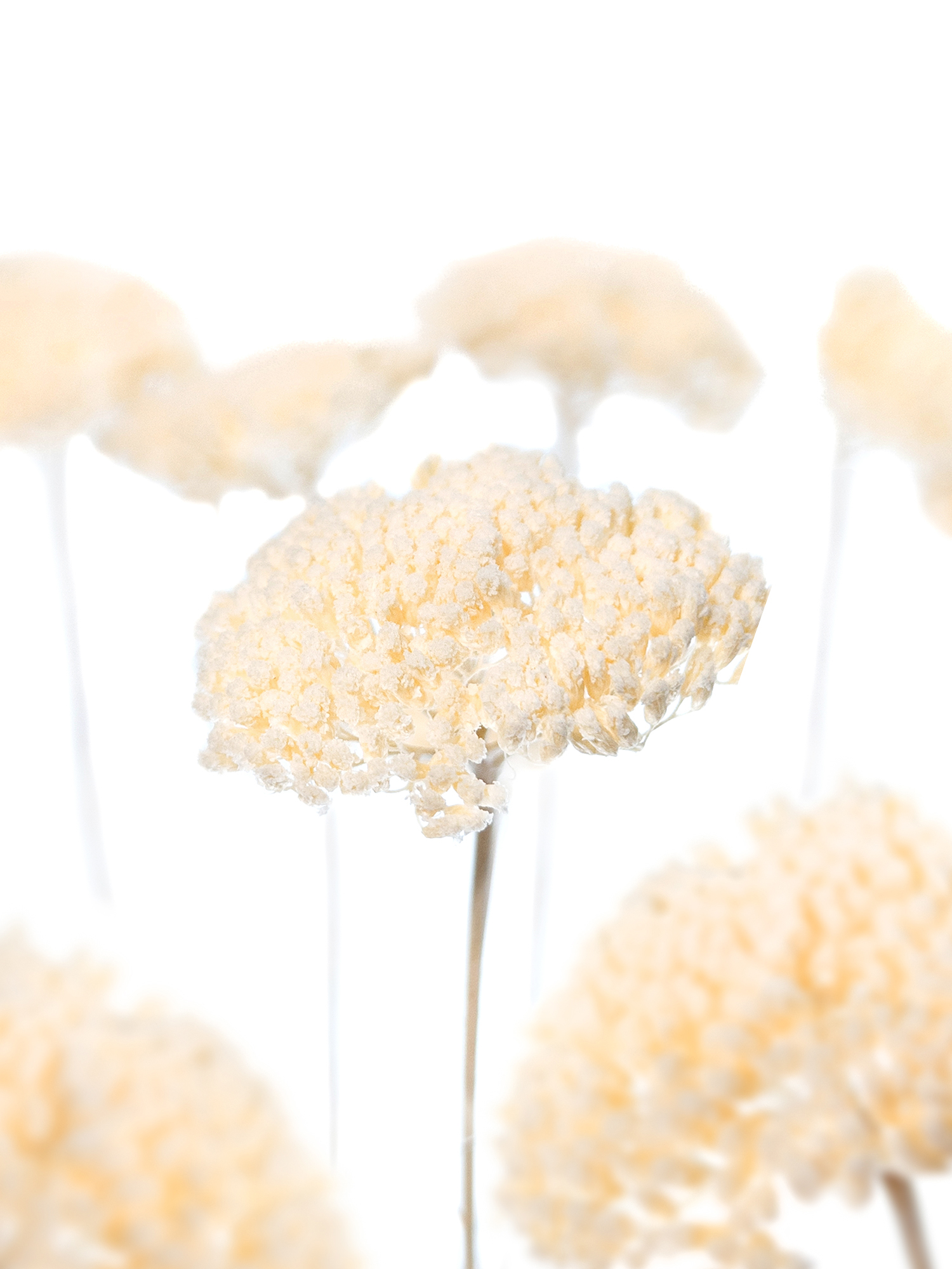 blumigo-trockenblumen-achillea-schafgarbe-gebleicht image 1