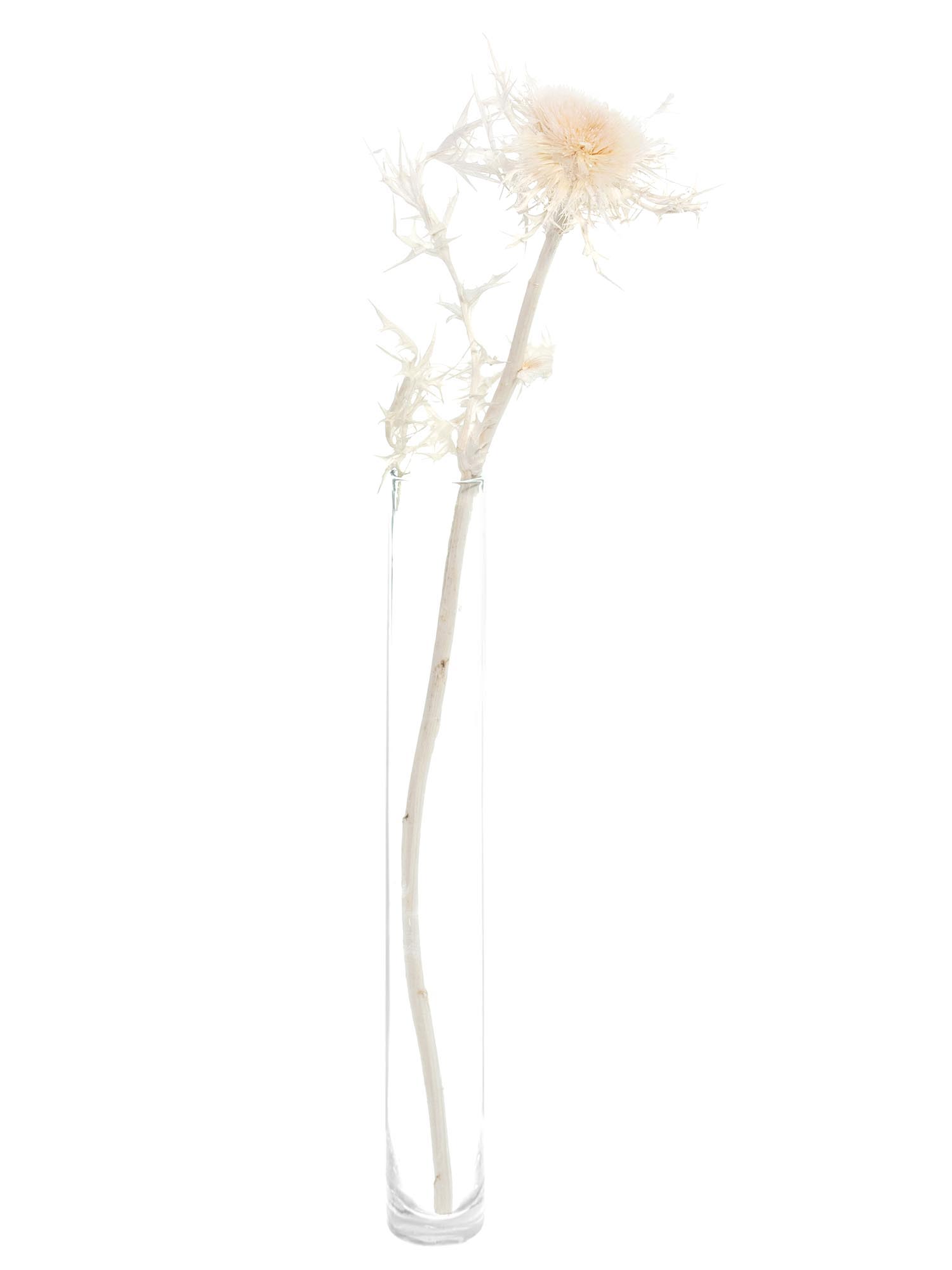 blumigo-trockenblumen-distel-silver-thistle-wei-creme image 4