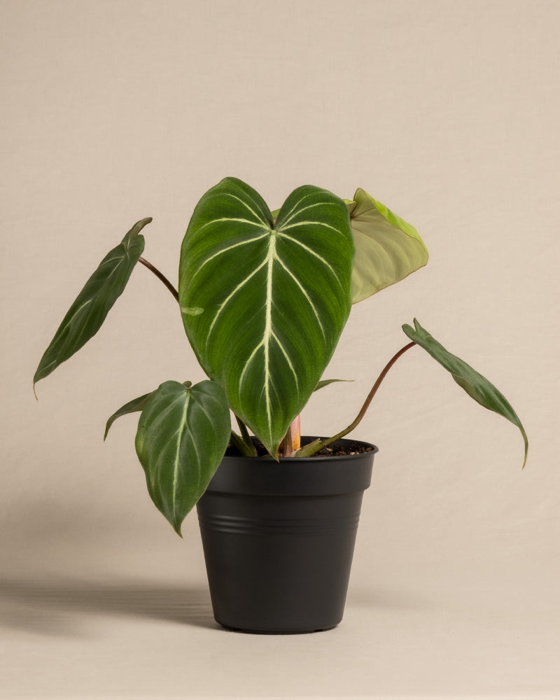 feey-variado-philodendron-gloriosum-ohne-bertopf-viel-licht image 3
