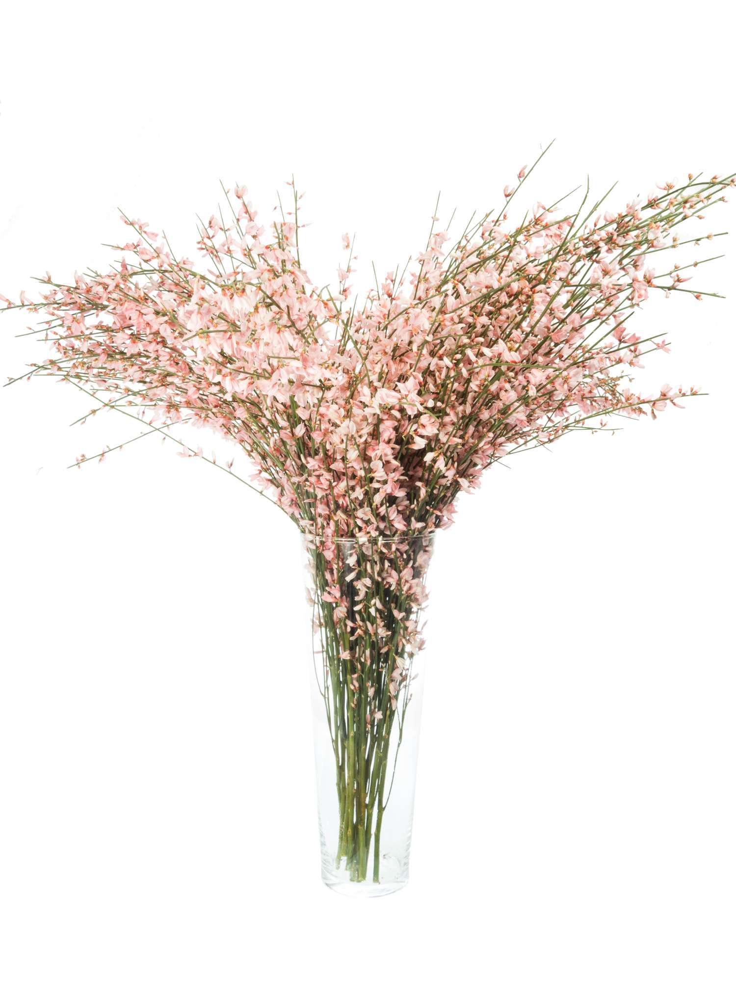 blumigo-zweige-ginster-schnittblume-rosa-einzelstiel-frisch image 2