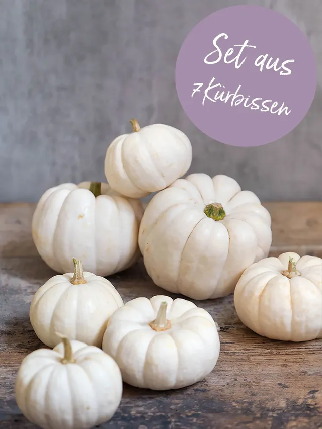 blumigo-herbstdeko-baby-boo-zierk-rbis-set-weiss image 1