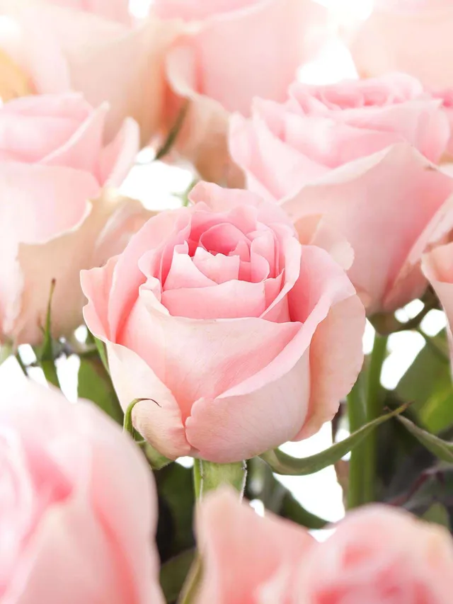 blumigo-rosen-luisiana-rosa-rose image 1