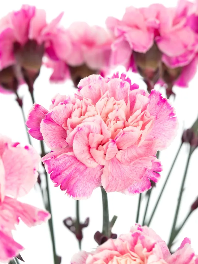 blumigo-nelken-verona-blume-pink-apricot-painted image 1