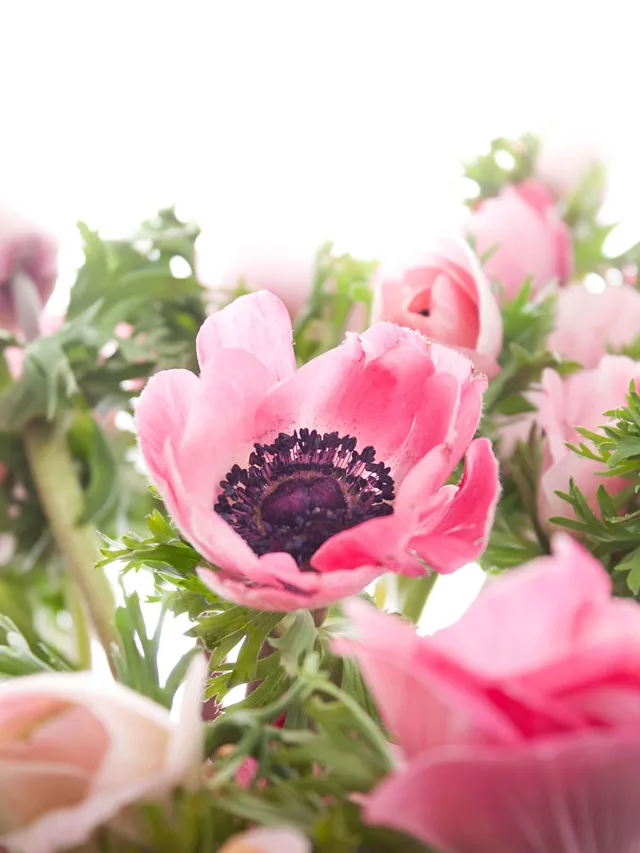 blumigo-anemonen-xl-mistral-roze-schnittblume-pink image 1