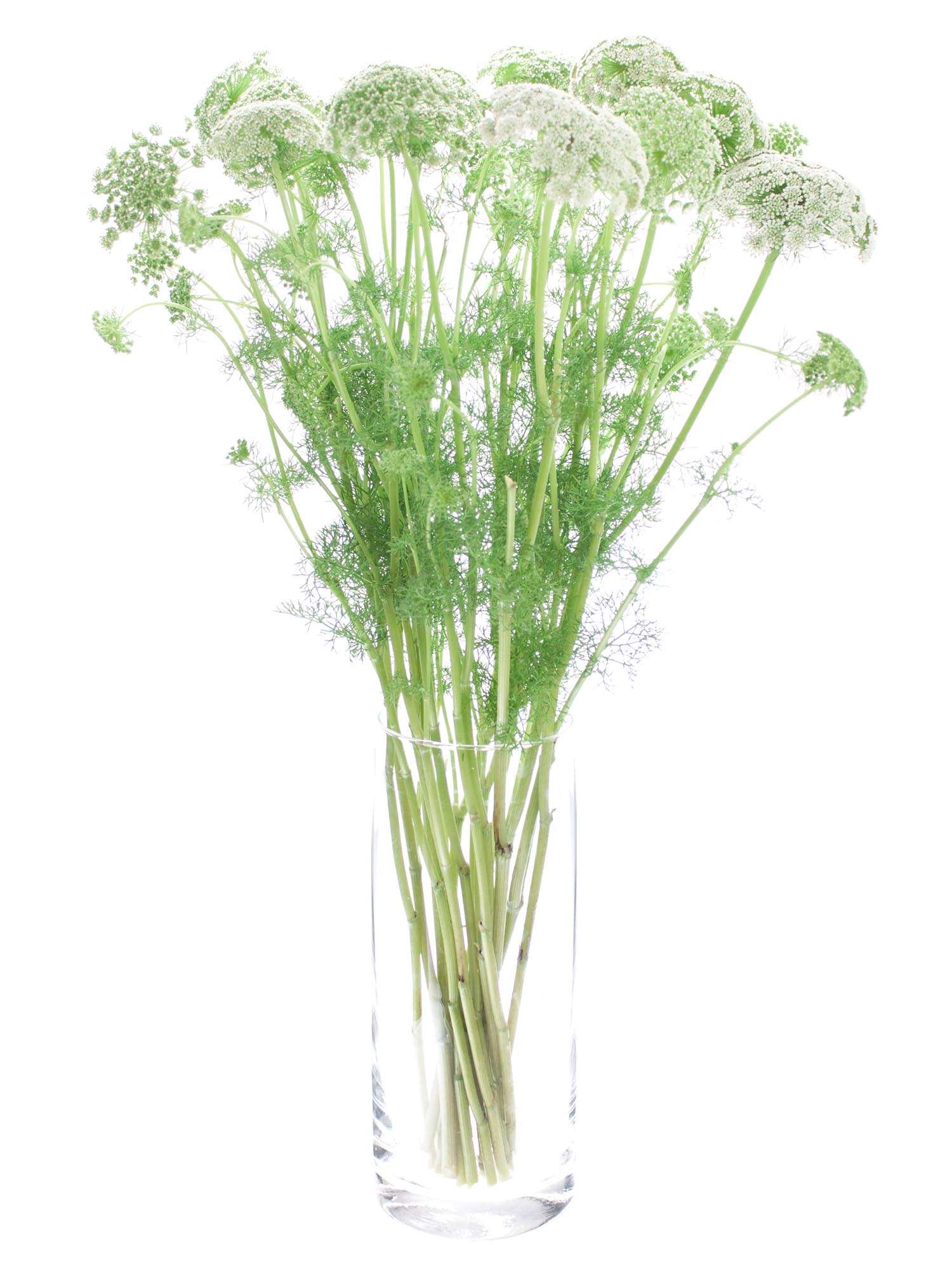 blumigo-ammi-majus-bindegr-n-wei-gr-n-frisches-blattwerk image 4