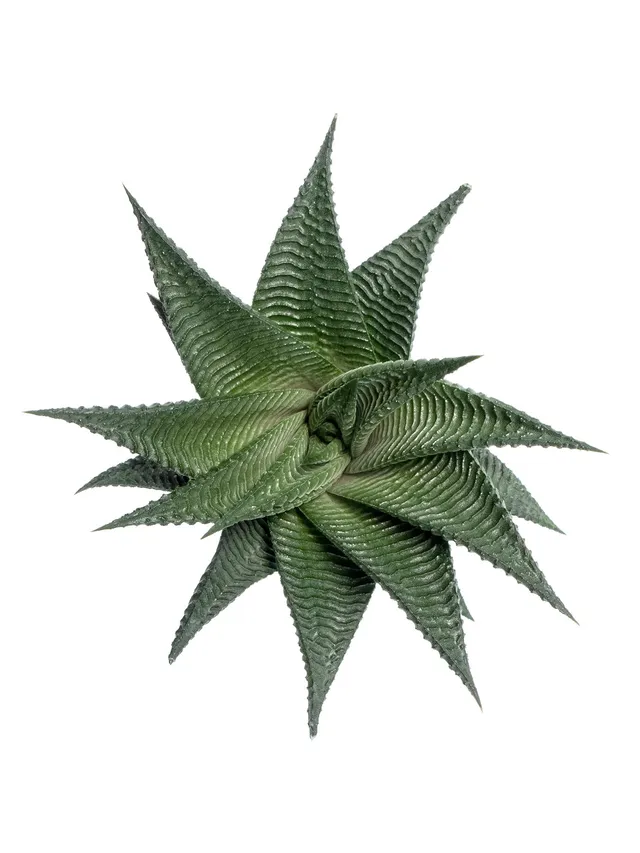 blumigo-blattwerk-aloe-cosmo-sukkulente-gr-n image 1