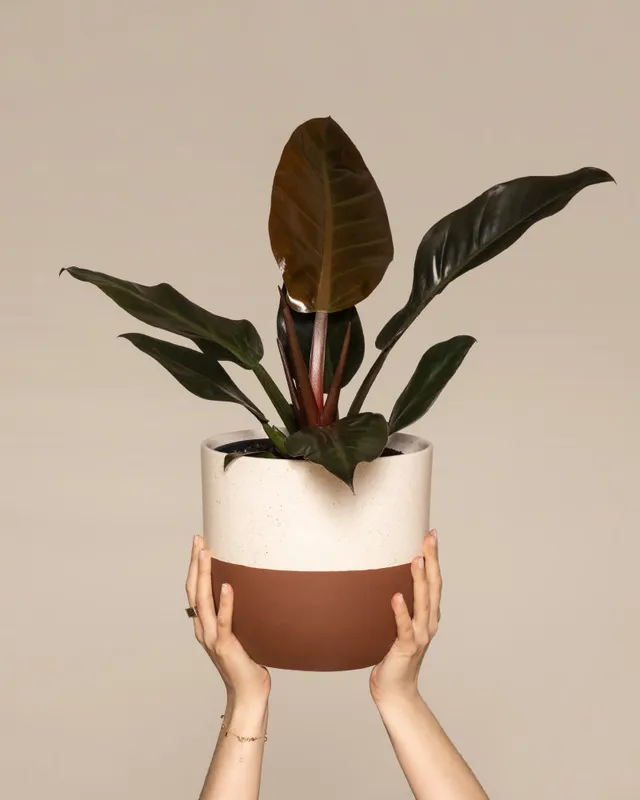 feey-variado-philodendron-imperial-red-zimmerpflanze image 1