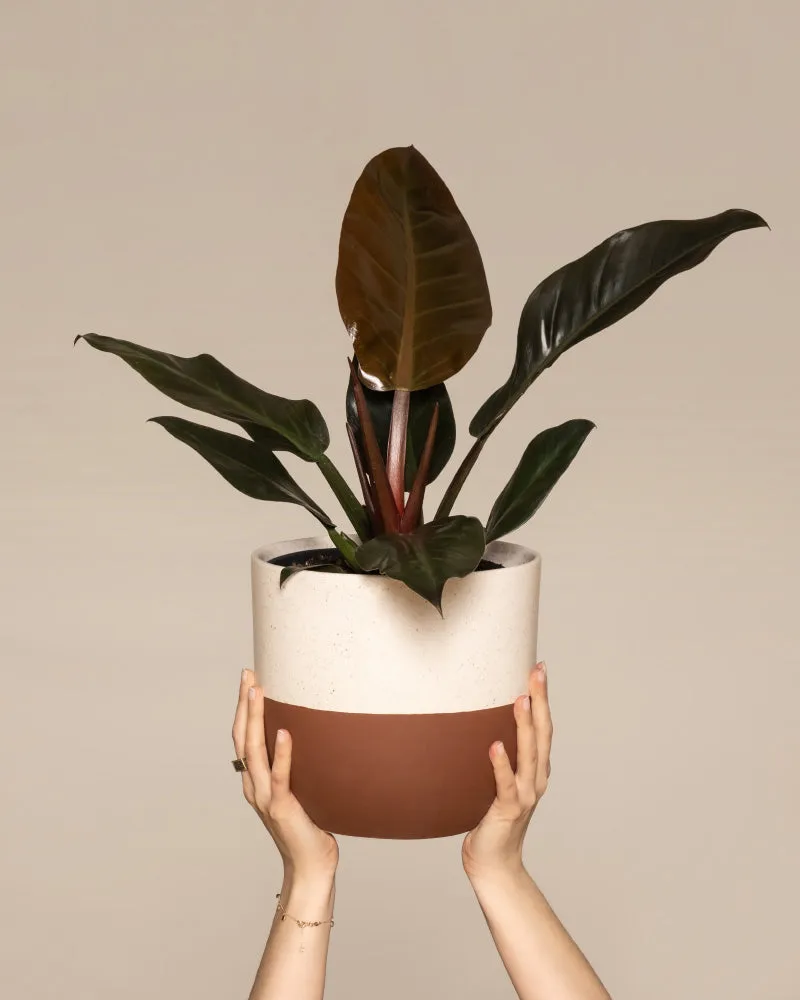 feey-variado-philodendron-imperial-red-zimmerpflanze image 1