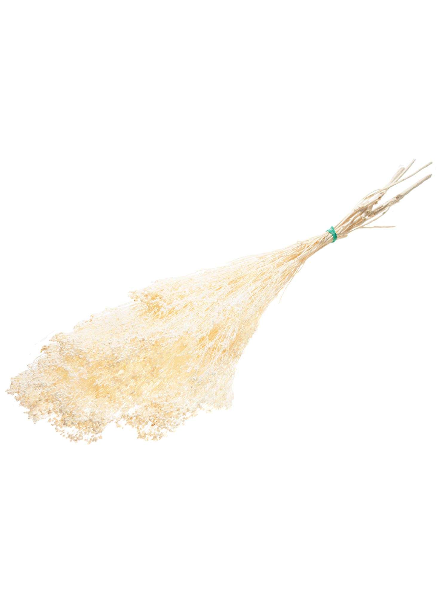 blumigo-trockenblumen-ginster-getrocknet-creme-wei-bund image 2