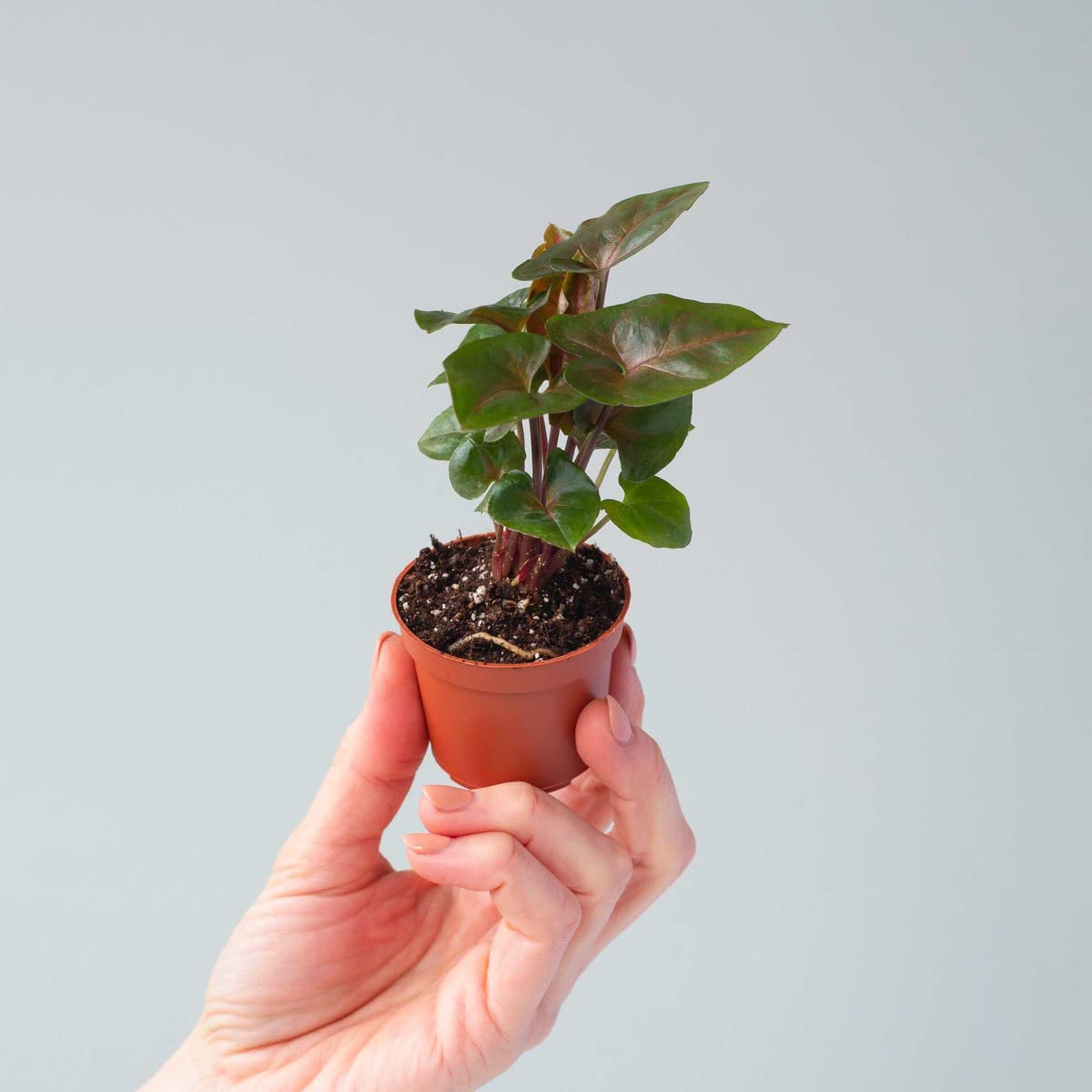 plnts-babyplnts-syngonium-maria-allusion-zimmerpflanze-10-cm-gr-n image 7