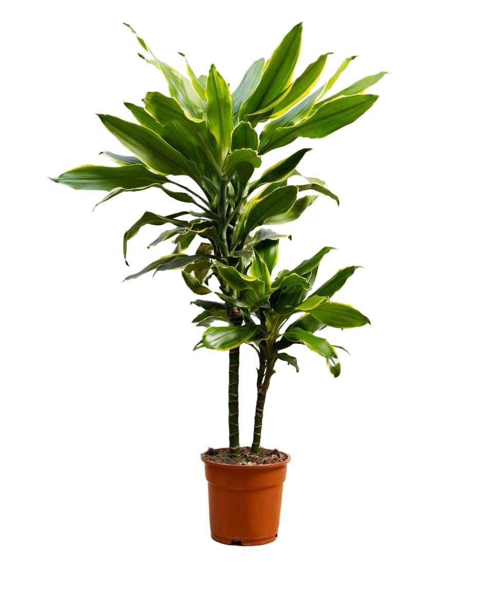 plnts-rareplnts-dracaena-goldencoast-zimmerpflanze-60-cm image 1