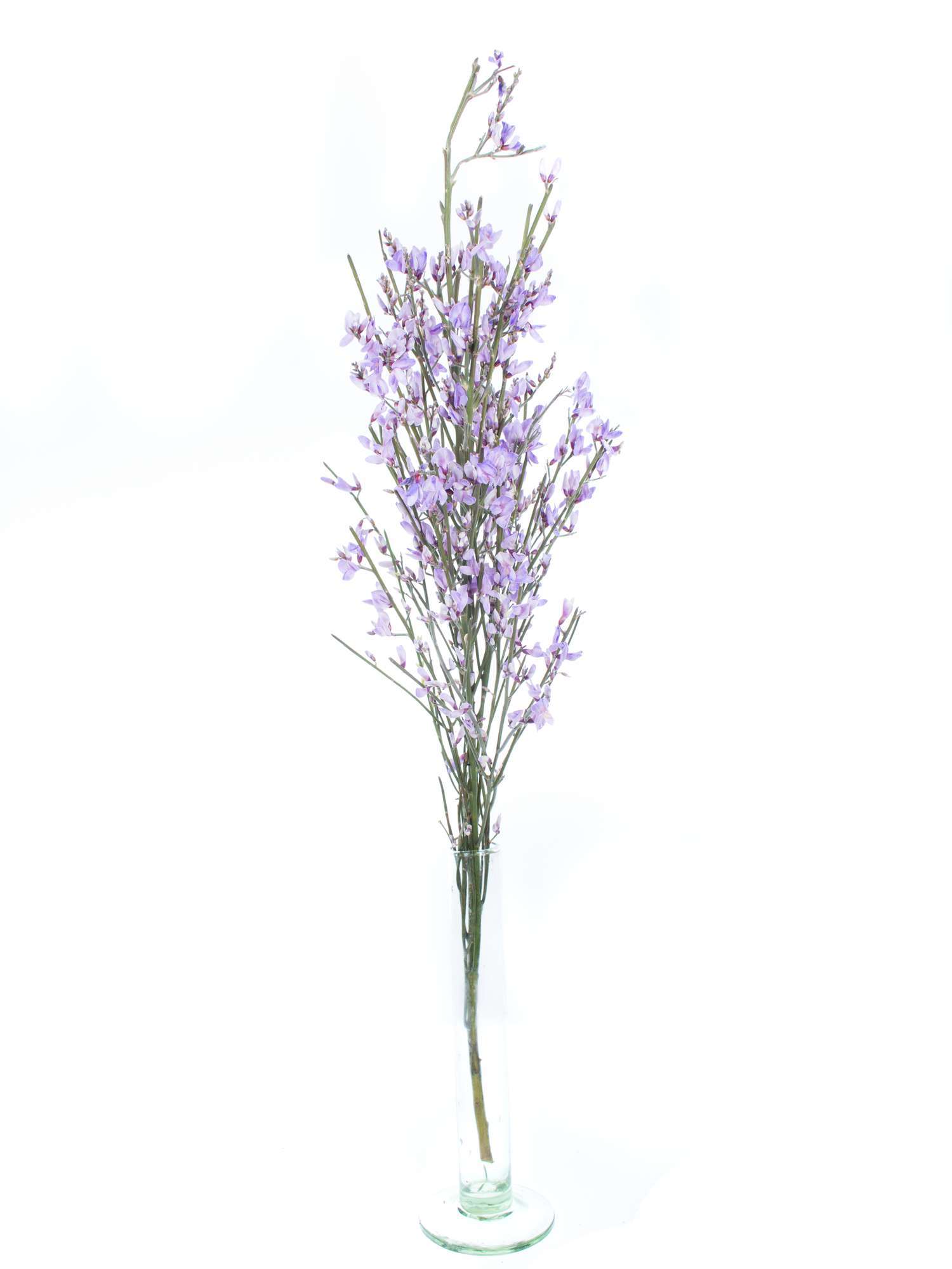 blumigo-ginster-lila-deko-zweige-f-r-die-vase image 3